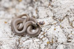 Kopfbinden-Zwergnatter (Eirenis modestus)