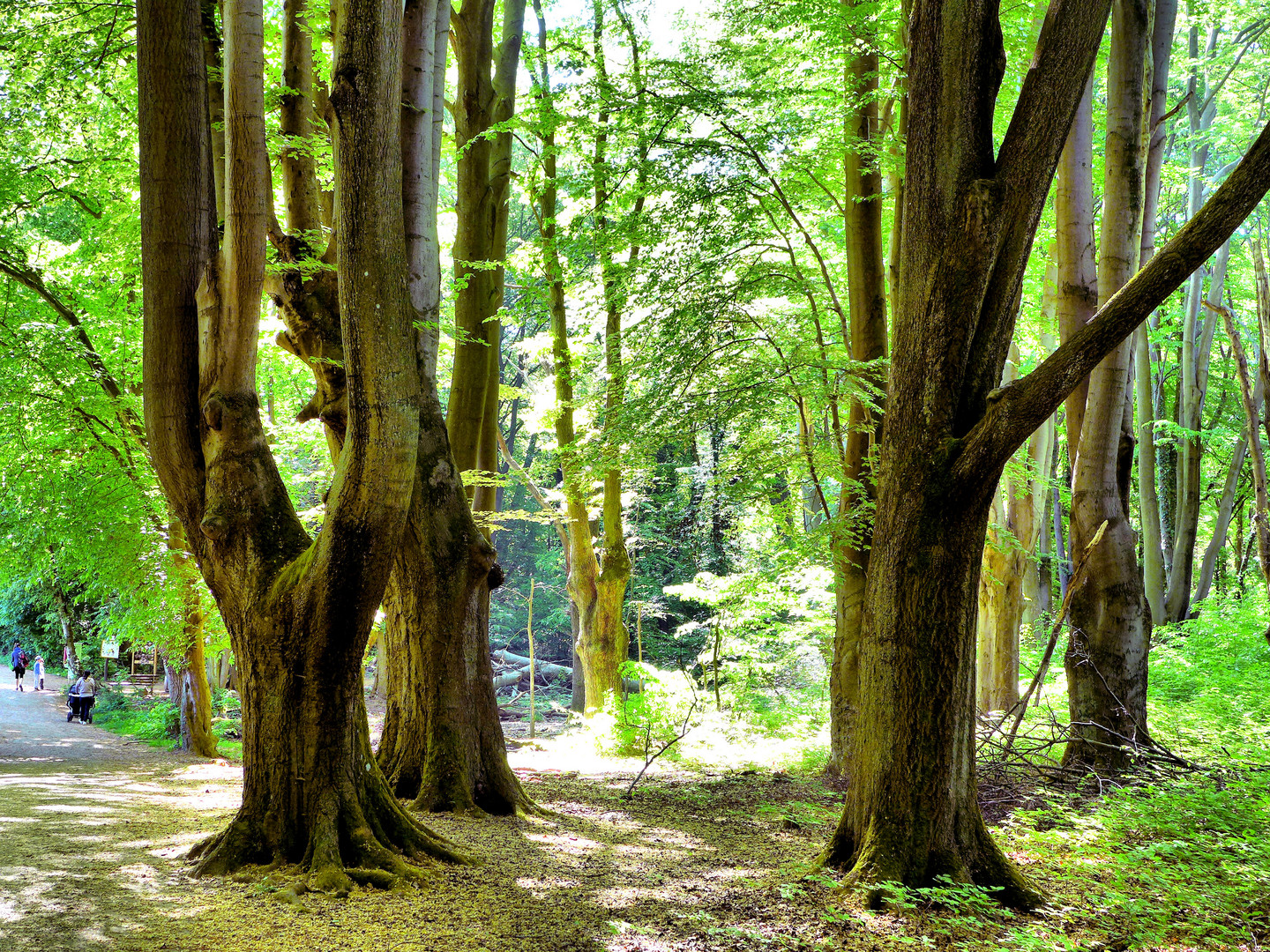 Kopfbuchen in der Waldau bei Bonn