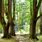 Kopfbuchen in der Waldau bei Bonn