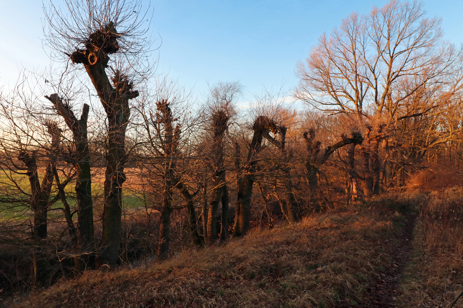 Kopfeichen am Steilufer