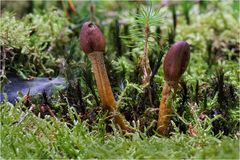 Kopfige Kernkeule (CORDYCEPS CAPITATA)