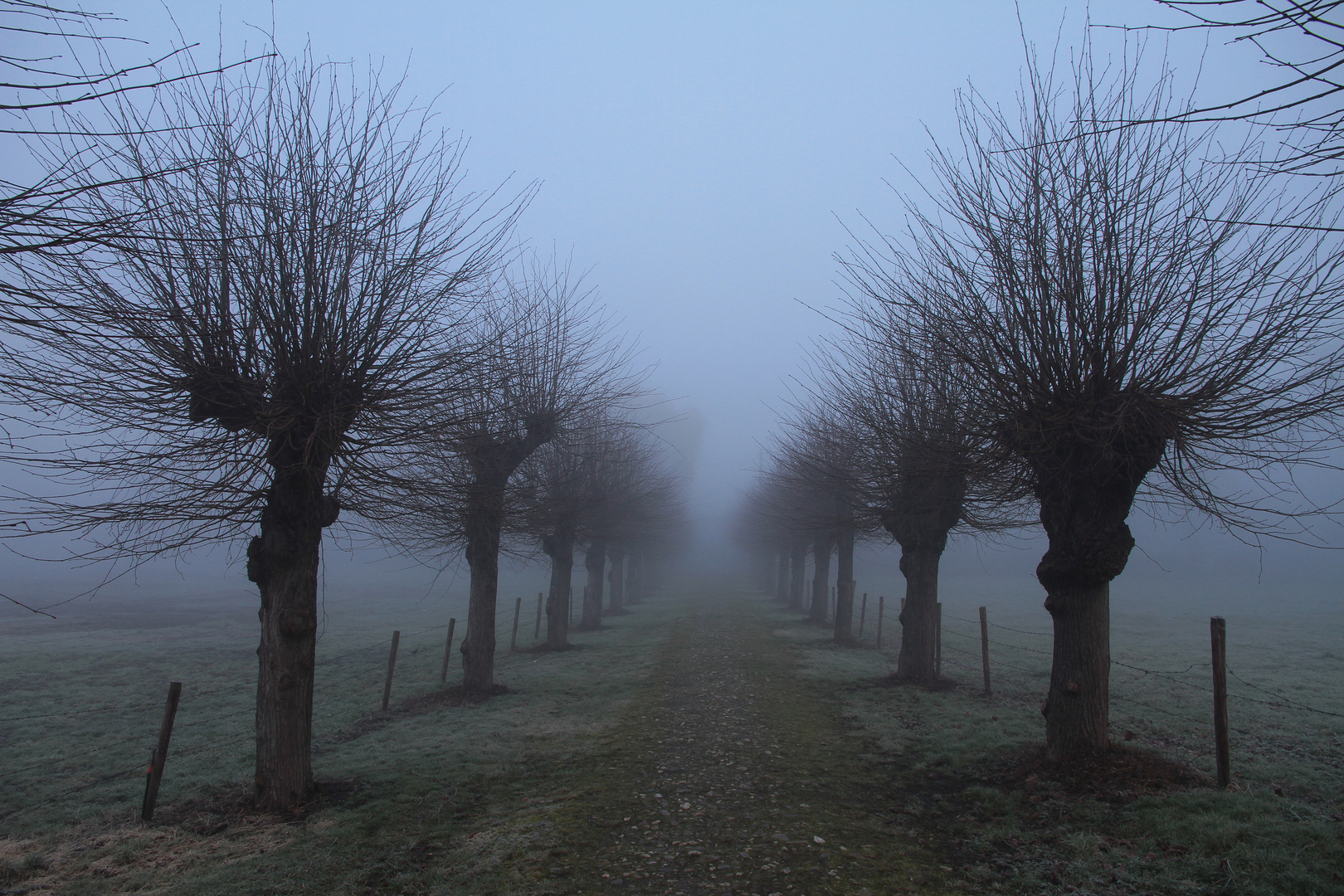 Kopflinden im Morgennebel