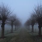 Kopflinden im Morgennebel