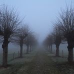 Kopflinden im Morgennebel