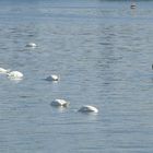 Kopflos auf dem Bodensee