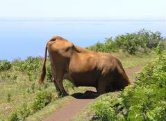 Kopflos auf Madeira