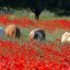 kopflos im Mohn  (1522)