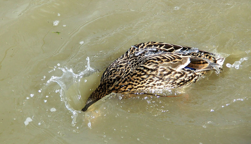 Kopflos in Vienna