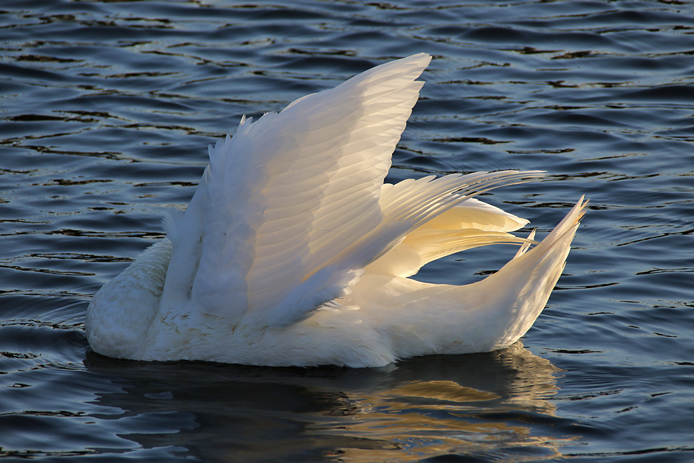 kopfloser Höckerschwan......