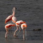 Kopfnuss auf Flamingisch