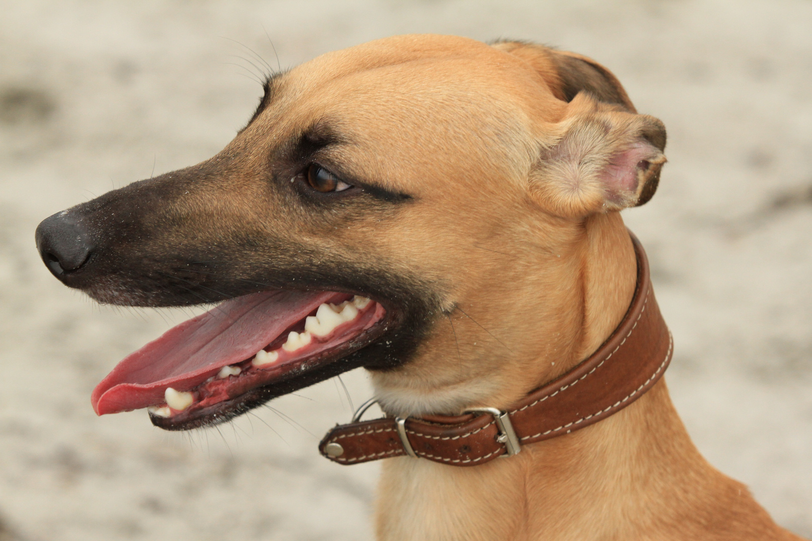 Kopfportrait Duncan nach Tobespielen am Strand