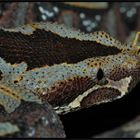 Kopfportrait einer Nashornviper (Bitis nasicornis)