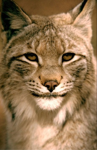 Kopfportrait Luchs