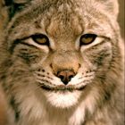 Kopfportrait Luchs