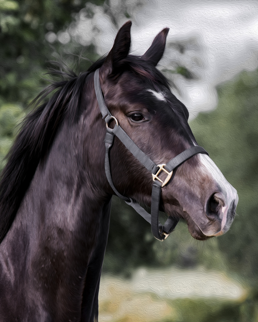 Kopfportrait von der schönene Dallas