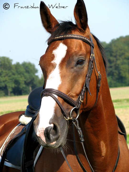 Kopfportrait von Rimini