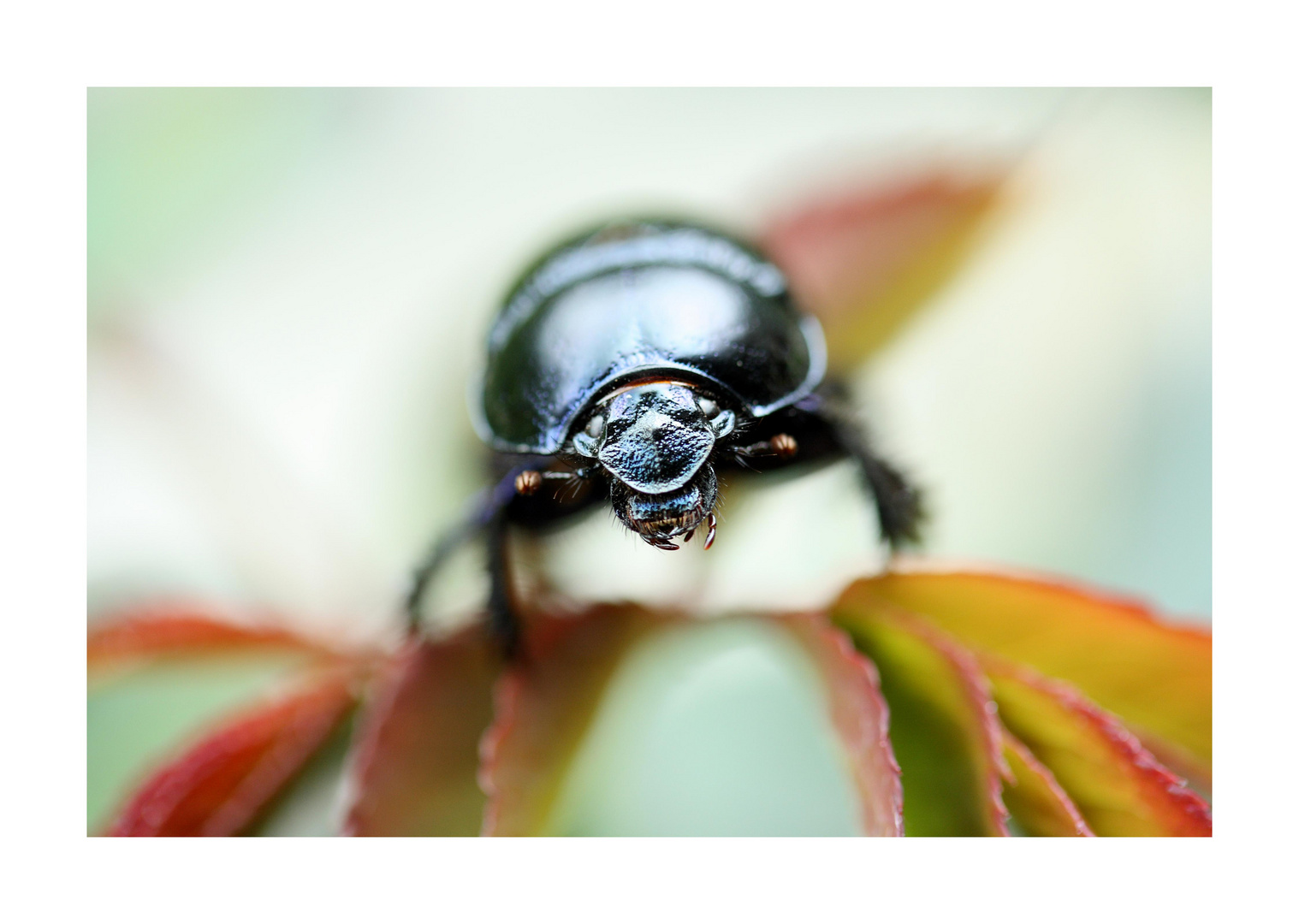 Kopfsache (Anoplotrupes stercorosus)