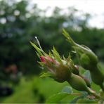 ~~ Kopfschmuck für die Königin der Blumen ~~