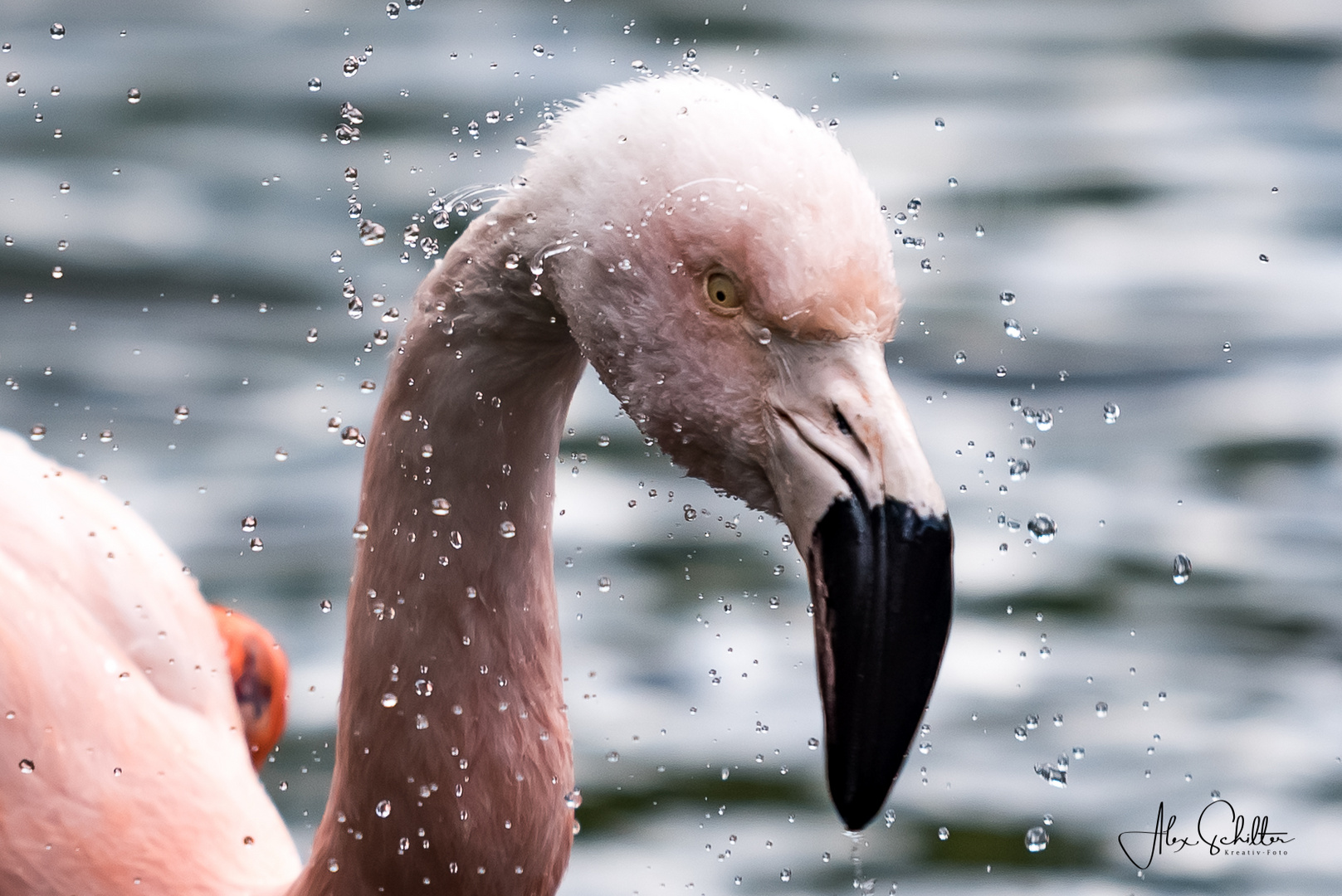 "...kopfschüttelnder Flamingo..."