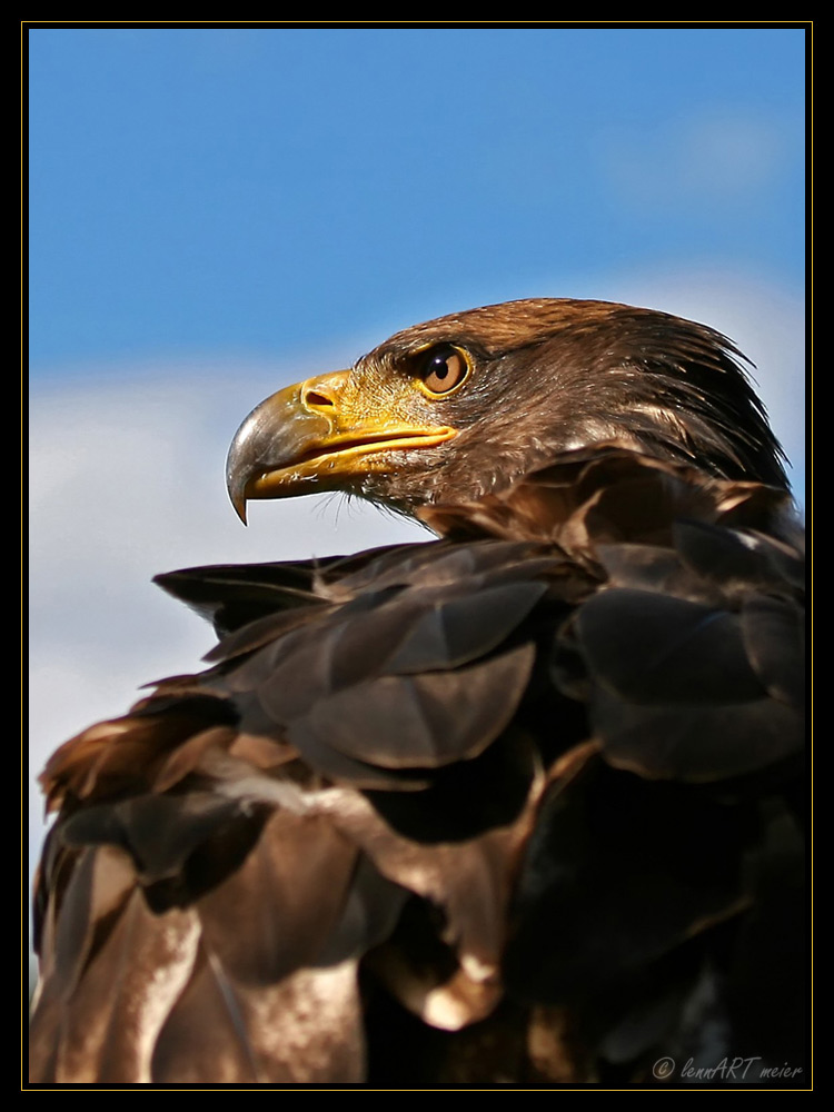 ...kopfseeadler