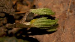 KOPFSPRUNG IN DEN FRÜHLING