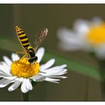 Kopfstand auf Gänseblümchen