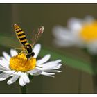 Kopfstand auf Gänseblümchen