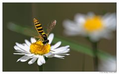 Kopfstand auf Gänseblümchen