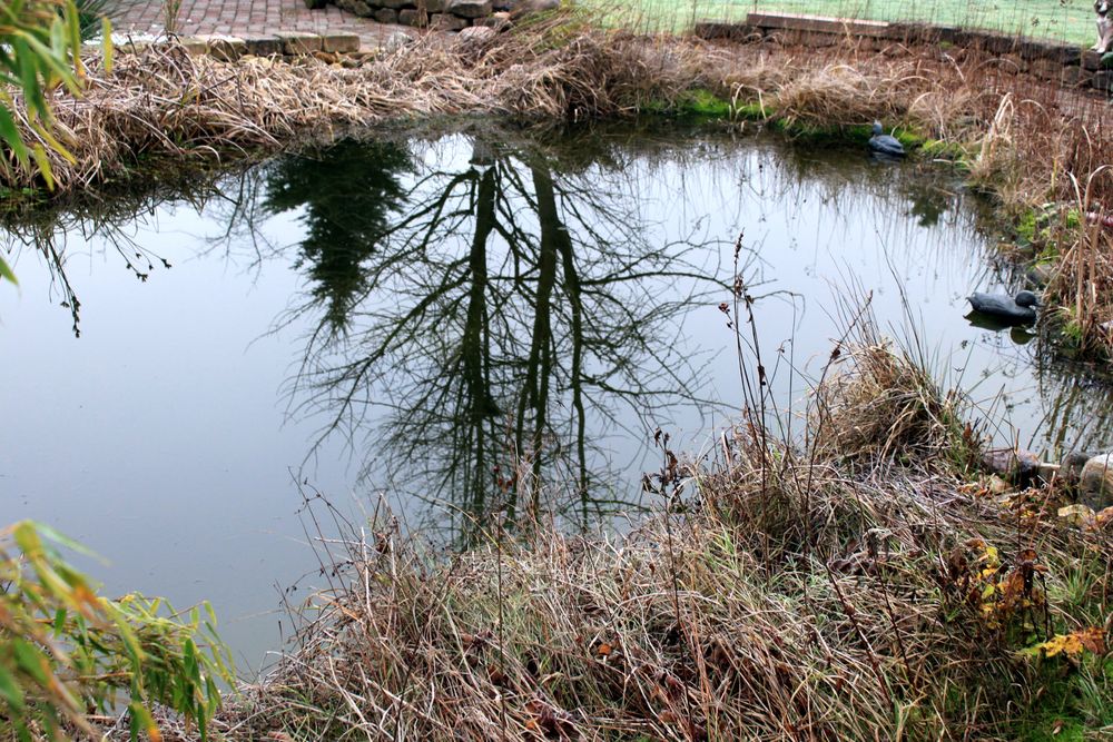 -Kopfstand im Gartenteich-