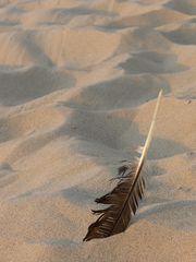 Kopfstand im Sand - auch für eine Feder nicht ganz so leicht