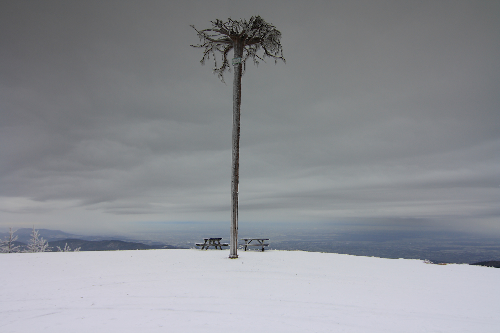 Kopfstehender Baum mit vereisten Wurzeln