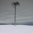 Kopfstehender Baum mit vereisten Wurzeln