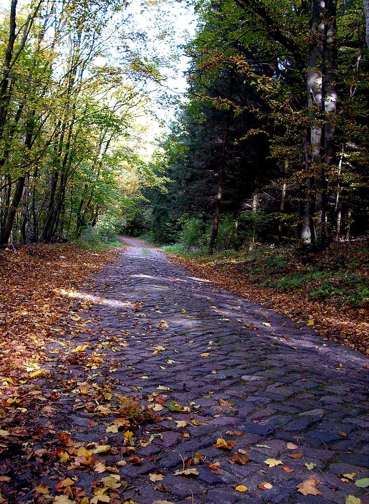 Kopfsteinpflaster im Herbst