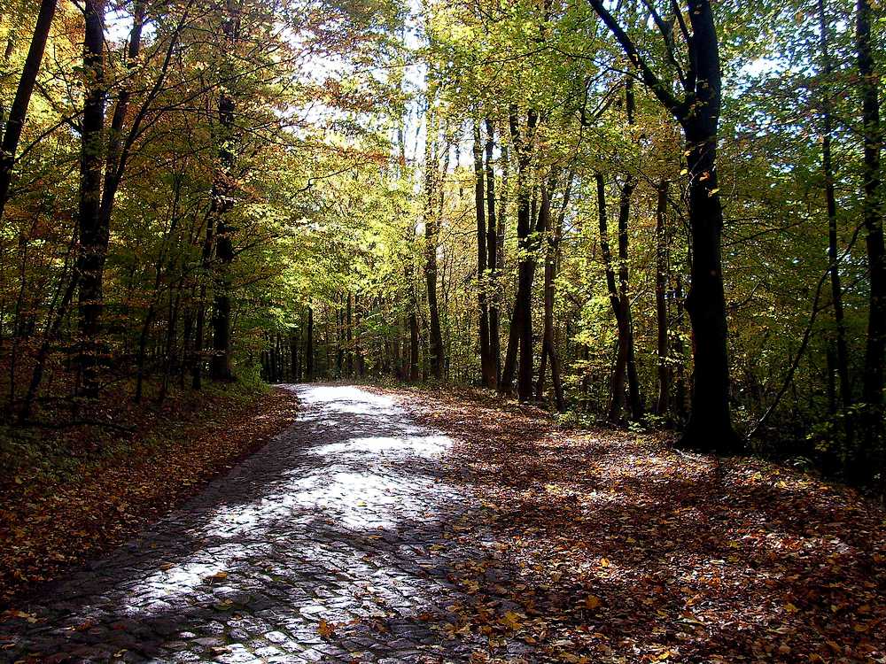 Kopfsteinpflaster im Herbst II