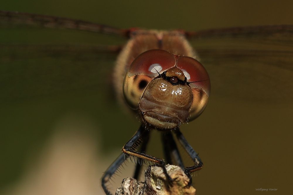  Kopfstudie einer Libelle