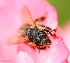 Kopfstudie einer Wildbiene