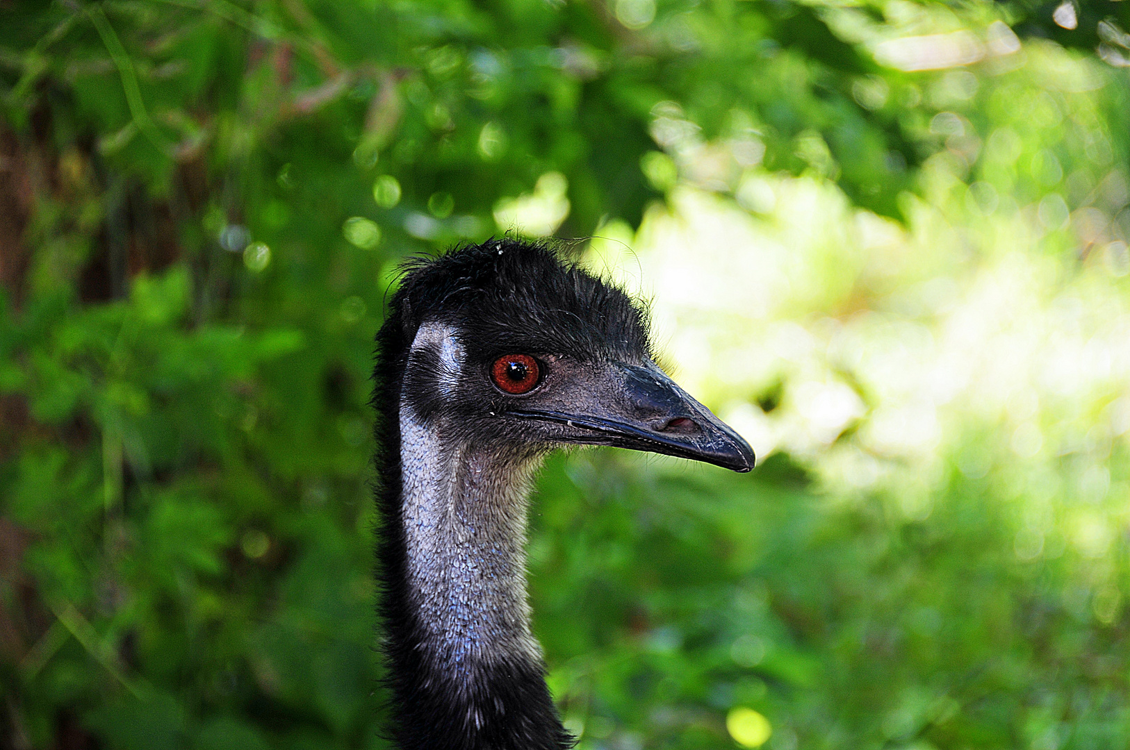 Kopfstudie eines Emus