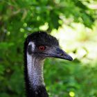 Kopfstudie eines Emus