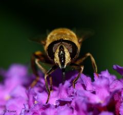 Kopfstudie eines Insekts