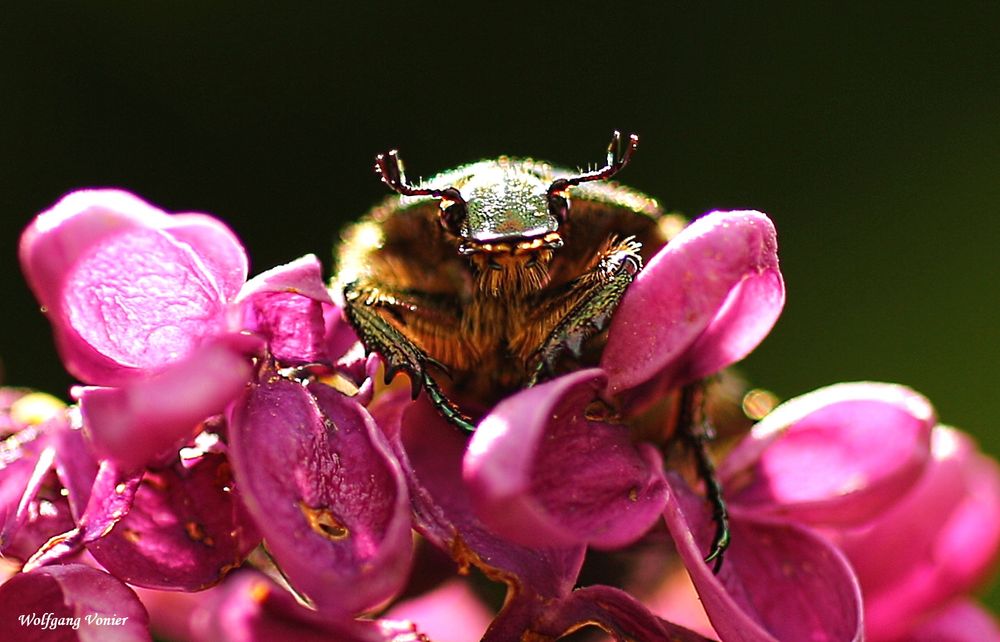 Kopfstudie eines Rosenkäfers