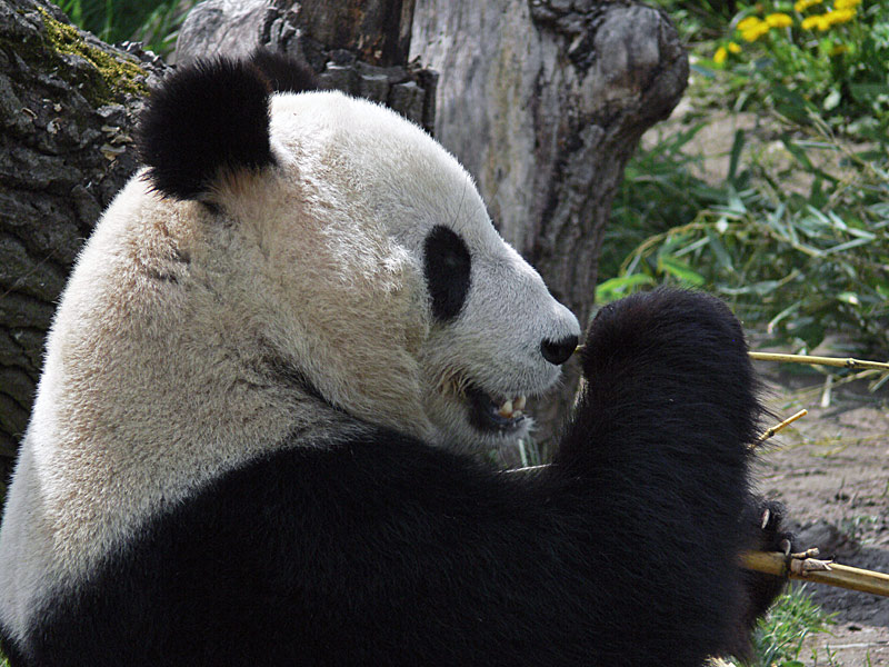 Kopfstudie eines Wiener Pandabären