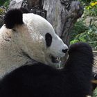 Kopfstudie eines Wiener Pandabären