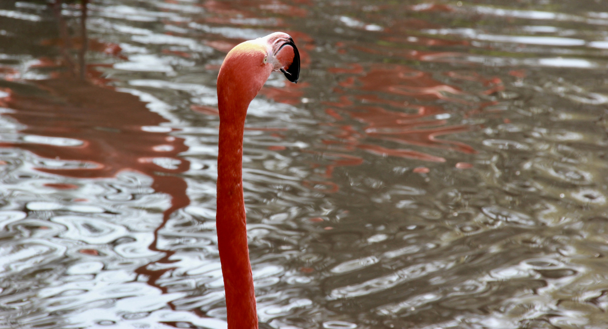 Kopfstudie Flamingo