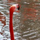 Kopfstudie Flamingo