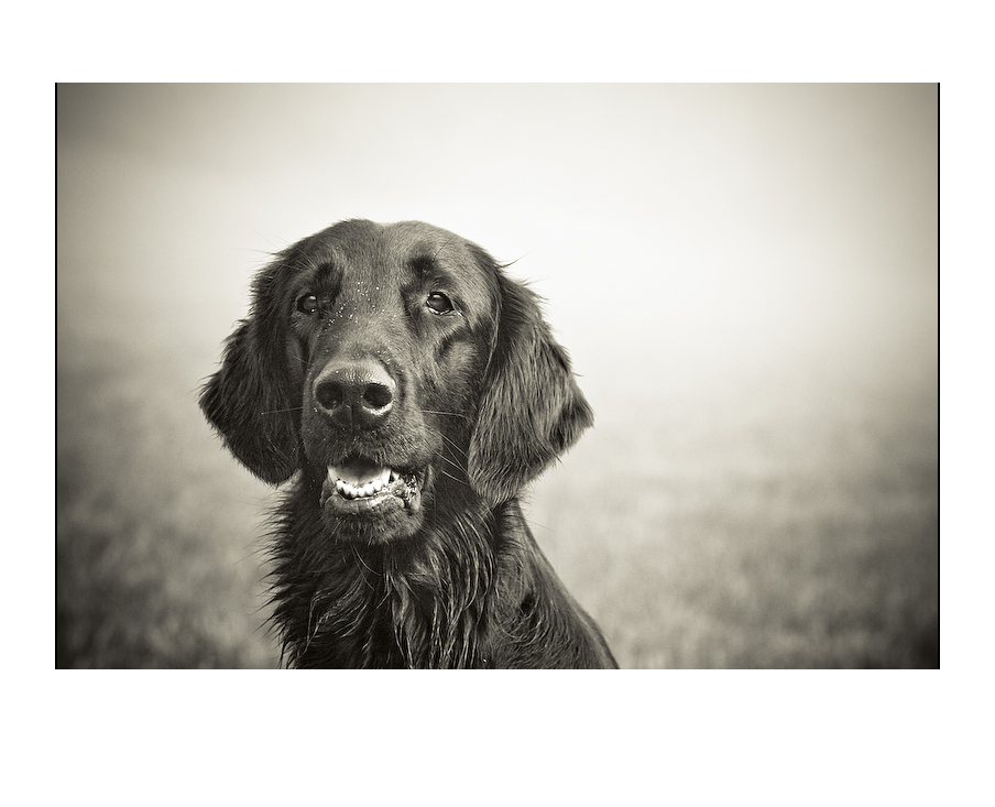 Kopfstudie Flat Coated Retriever