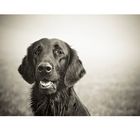 Kopfstudie Flat Coated Retriever