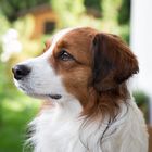 Kopfstudie Kooikerhondje bei Tageslicht