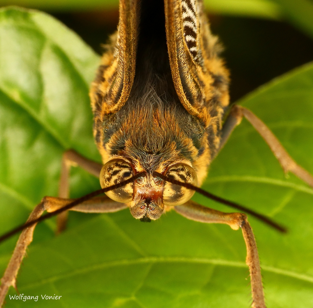 Kopfstudie von einem Schmetterling