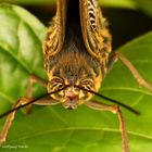 Kopfstudie von einem Schmetterling