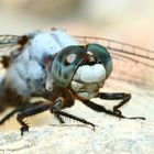 Kopfstudie von einer Südlicher Blaupfeil Libelle(Orthetrum brunneum)